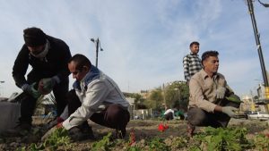 کاشت 24 هزار گلدان گل در میادین و معابر شهری
